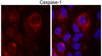 Caspase-1 Cleaved Asp297 Rabbit Polyclonal Antibody