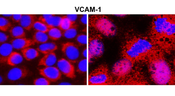 VCAM-1/CD106 (Extracellular) Antibody