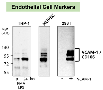 VCAM-1/CD106 (Extracellular) Antibody