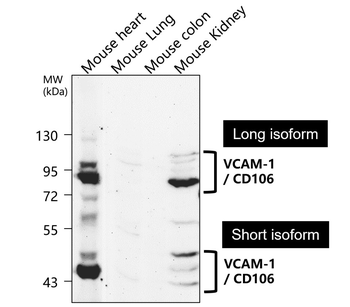 VCAM-1/CD106 (Extracellular) Antibody