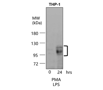 ICAM-1/CD54 (Extracellular) Antibody