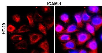 ICAM-1/CD54 (Extracellular) Antibody