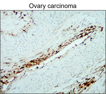 CD45 (Intracellular) Antibody