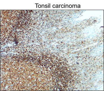 CD45 (Intracellular) Antibody