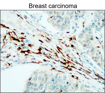 CD45 (Intracellular) Antibody