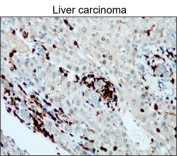 CD45 (Intracellular) Antibody