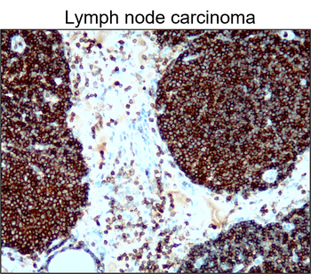 CD45 (Intracellular) Antibody