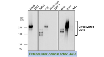 CD45 (Extracellular) Antibody