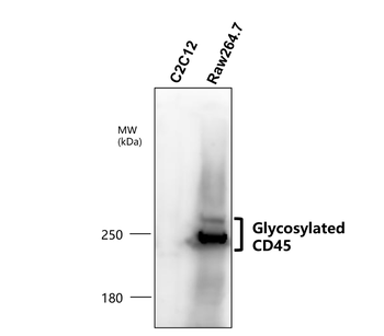 CD45 (Extracellular) Antibody
