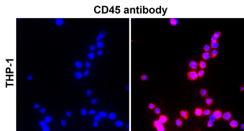 CD45 (Extracellular) Antibody