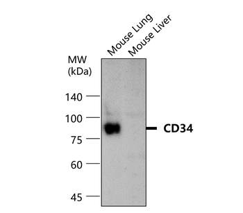 CD34 Antibody