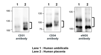 CD31/PECAM1 (Extracellular) Antibody
