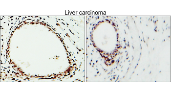 CD31/PECAM1 (Extracellular) Antibody