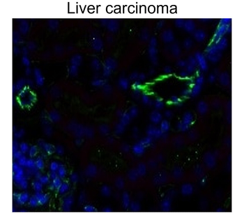 CD31/PECAM1 (Extracellular) Antibody