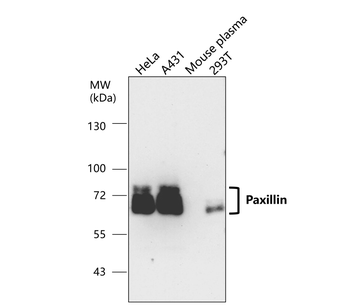 Paxillin Rabbit Polyclonal Antibody