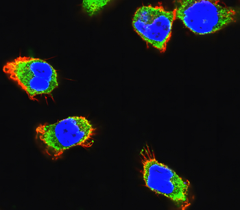 Paxillin Rabbit Polyclonal Antibody