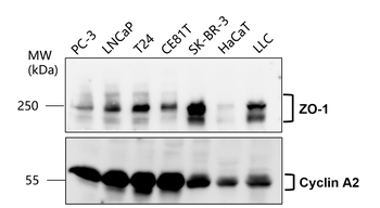 ZO-1/TJP1 Antibody