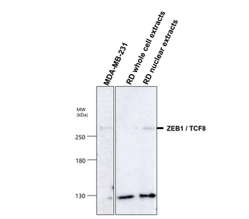 ZEB1 Antibody