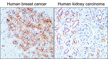 N-cadherin (Extracellular) Rabbit Polyclonal Antibody