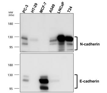 N-cadherin (Extracellular) Rabbit Polyclonal Antibody