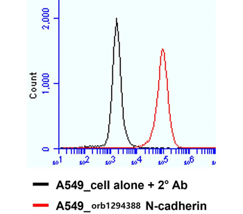 N-cadherin (Extracellular) Rabbit Polyclonal Antibody