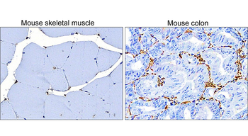 Vimentin Antibody