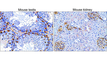 Vimentin Antibody