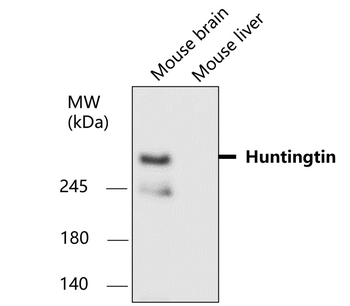 Huntingtin Rabbit Polyclonal Antibody