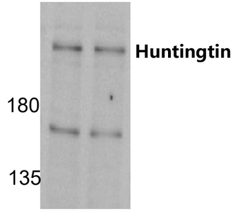 Huntingtin Rabbit Polyclonal Antibody