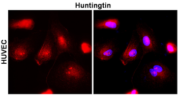 Huntingtin Rabbit Polyclonal Antibody