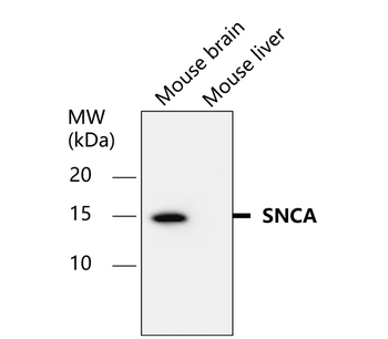 Alpha-synuclein Rabbit Polyclonal Antibody