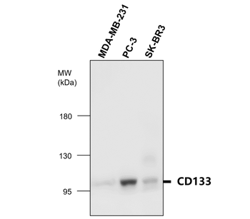 CD133/Prominin-1 (Intracellular domain) Antibody