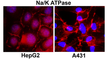 NaK ATPase alpha 1/ATP1A1 Antibody