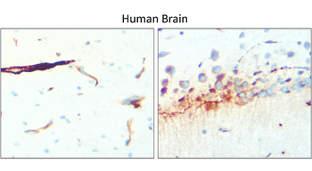 GFAP Antibody
