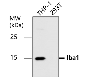 AIF/Iba1 Antibody