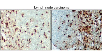 AIF/Iba1 Antibody
