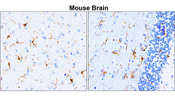 AIF/Iba1 Antibody