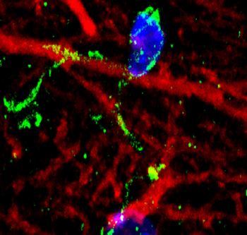 AIF/Iba1 Antibody