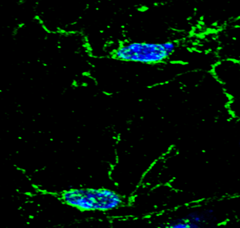 AIF/Iba1 Antibody