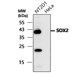SOX2 Rabbit Polyclonal Antibody