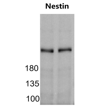 Nestin/NES Antibody