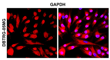 GAPDH Antibody