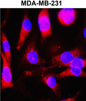 Beta-actin Rabbit Polyclonal Antibody