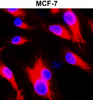 Beta-actin Rabbit Polyclonal Antibody