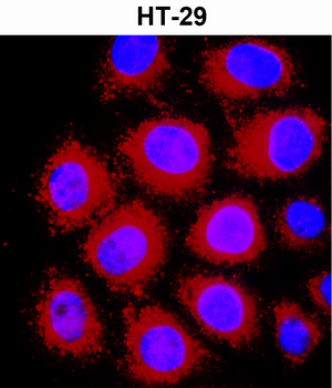 Beta-actin Rabbit Polyclonal Antibody