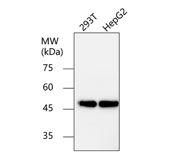 Beta-tubulin Rabbit Polyclonal Antibody