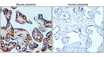 CD31 mouse specific (N-term) Rabbit Polyclonal Antibody