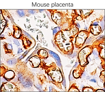CD31 mouse specific (N-term) Rabbit Polyclonal Antibody