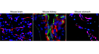 CD31 mouse specific (N-term) Rabbit Polyclonal Antibody