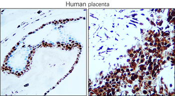 PCNA Antibody